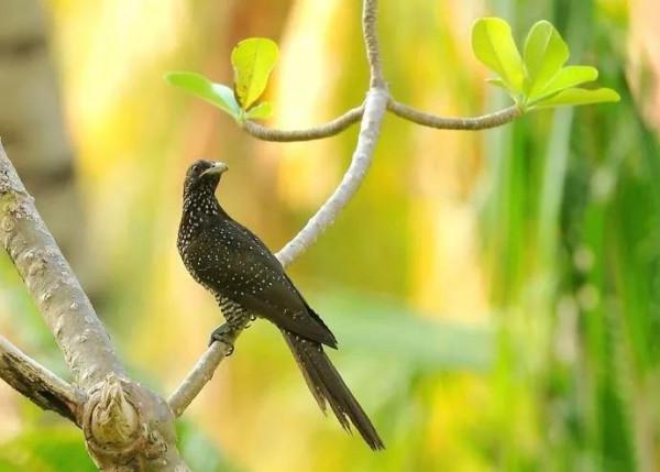 分享鳥類圖片-噪鵑