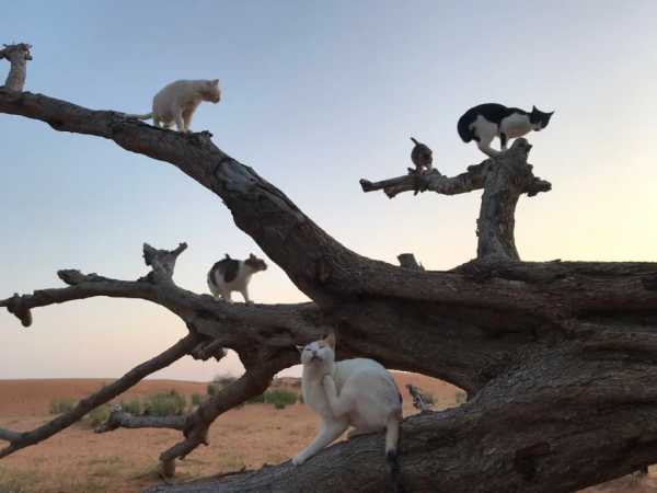 “貓咪住進60層頂樓”被刷爆,網友:救命!美瘋了 “貓咪住進60層頂樓”被刷爆,網友:救命!美瘋了