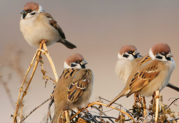 東江攬勝：天天相見不相識，國內五種常見麻雀你能分清嗎？