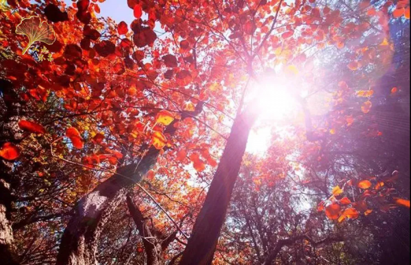 【玩轉懷柔】2021懷柔賞秋攻略出爐！一個字，絕！