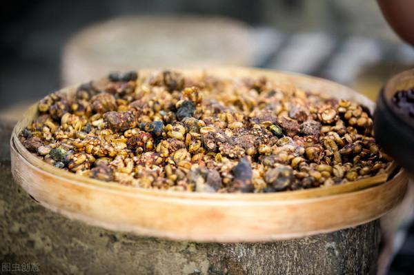 因為自己的“便便”太值錢,慘遭人類圈養,每天只能吃咖啡豆度日 因為自己的“便便”太值錢,慘遭人類圈養,每天只能吃咖啡豆度日