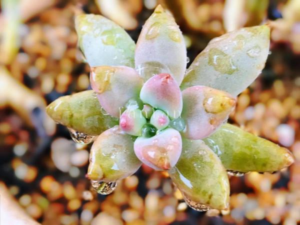 假如有機會帶個古代名人去旅行,你願意找誰? 假如有機會帶個古代名人去旅行,你願意找誰?