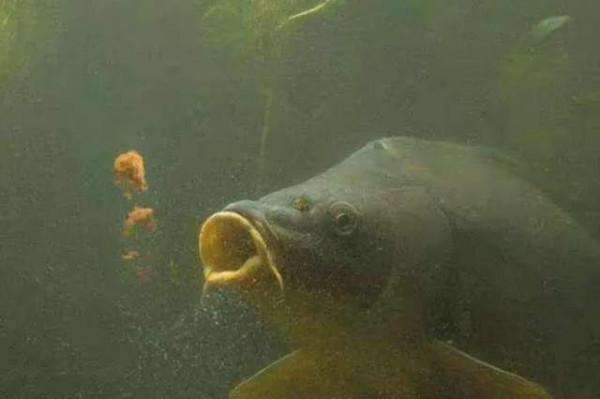 冬釣鯽魚如何搭配線組你知道嗎? 冬釣鯽魚如何搭配線組你知道嗎?
