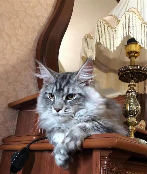 緬因貓為何愛舔人?其實它想表達的是這幾件事情 緬因貓為何愛舔人?其實它想表達的是這幾件事情