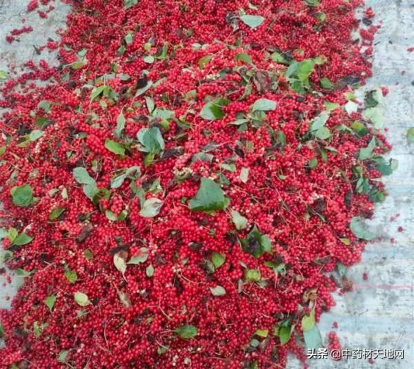 五味子種植面積擴增 價為何堅挺難下 五味子種植面積擴增 價為何堅挺難下