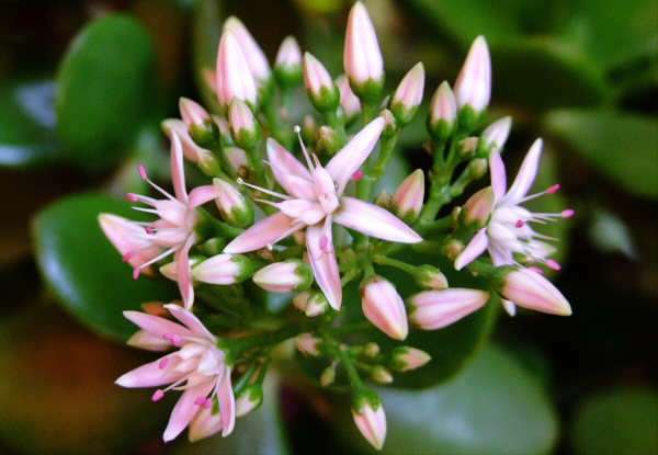 6種&OpenCurlyDoubleQuote;潛力花&rdquo;，小苗不起眼，養成老樁漂亮&OpenCurlyDoubleQuote;精貴&rdquo;，越養越值錢