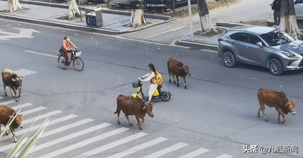 廣東一高校內黃牛成群閒逛，學生：因教學和科研需要，有專人管理