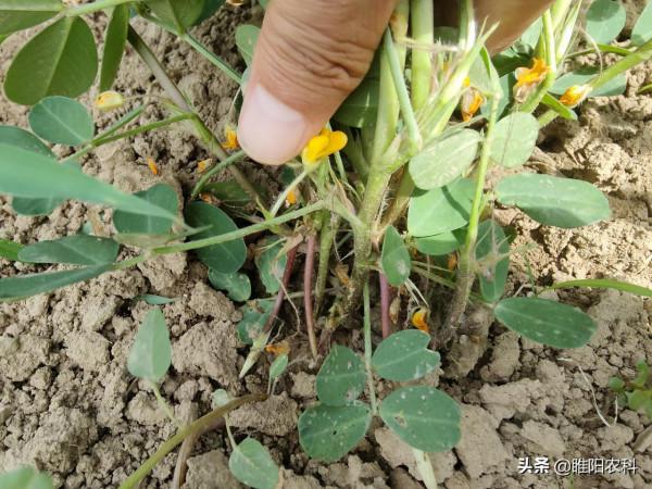 花生開花下針期,用這個配方噴施2遍,既能防落葉又能增產 花生開花下針期,用這個配方噴施2遍,既能防落葉又能增產