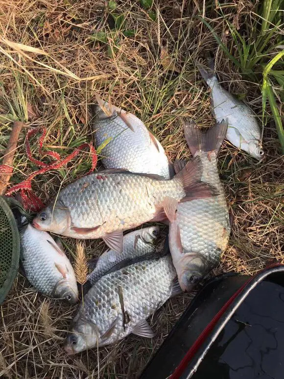 子線的長短，對漁獲影響很大，錯誤的子線用法不僅沒口還空軍