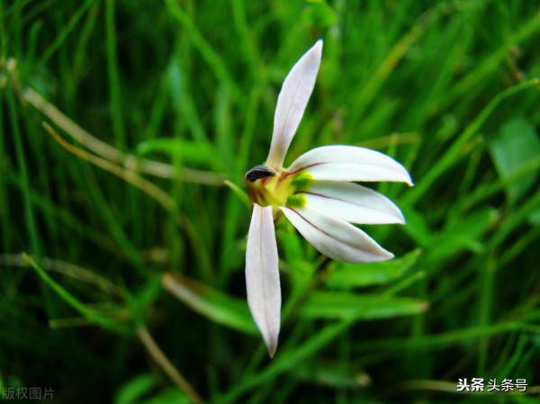 現代詩·半邊蓮(致三毛) 現代詩·半邊蓮(致三毛)