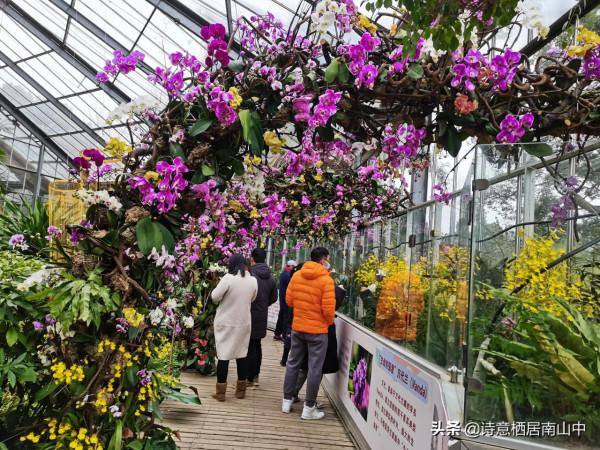寒冬花展一一植物園百花爭迎春