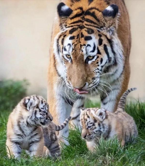 圖片分享：千姿百態的虎照來了，實屬精彩，值得收藏