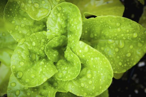 推薦幾個自己製作綠色環保殺蟲、防病、增產劑，小妙招特別管用