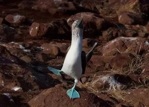 自帶飯勺的小鳥全網刷屏,更獵奇的這些你知道多少? 自帶飯勺的小鳥全網刷屏,更獵奇的這些你知道多少?