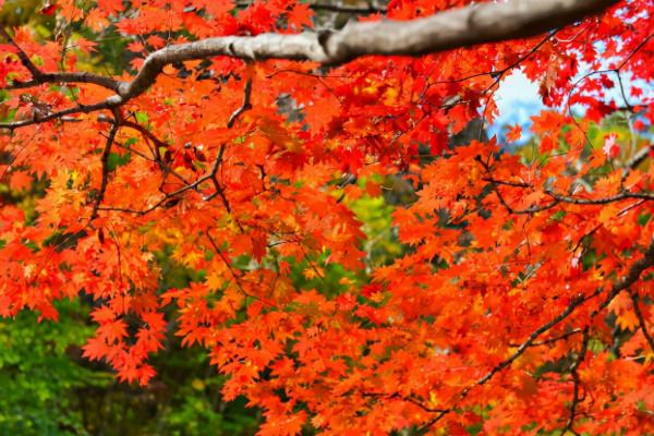 國慶賞秋該去哪?遼寧這6處景點千萬不能錯過,個個不輸北京香山 國慶賞秋該去哪?遼寧這6處景點千萬不能錯過,個個不輸北京香山