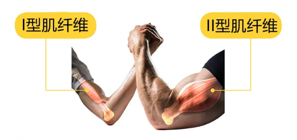 關於重量訓練中的大小原則,肌肉募集以及神經啟用 關於重量訓練中的大小原則,肌肉募集以及神經啟用