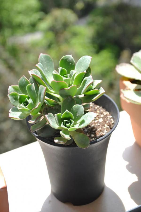 美麗不俗的蓮花掌適於家居安放，巧妙掌握它的四季栽培方法