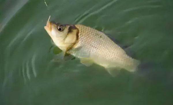 釣魚隨記-野釣大板鯽你準備好了嗎？