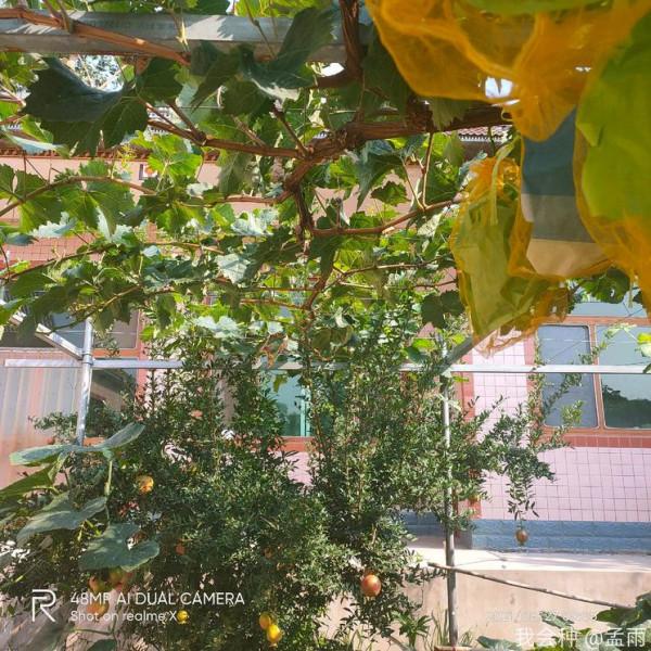 去年栽苗今年H架36平米滿架