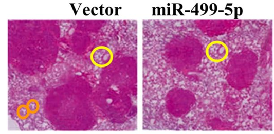 上海市第十人民醫院發表的SCI論文被撤回