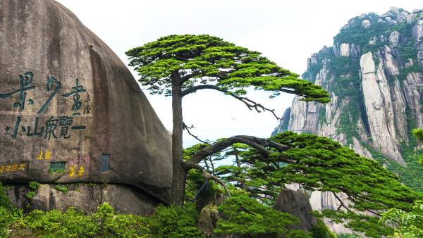 黃山迎客松