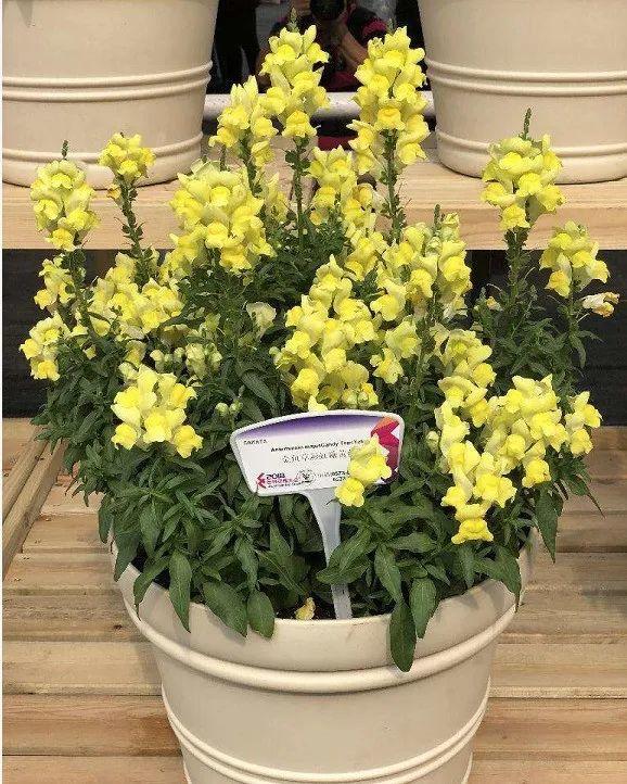 1種花長得像金魚，耐寒好養活，種得越多越壯觀