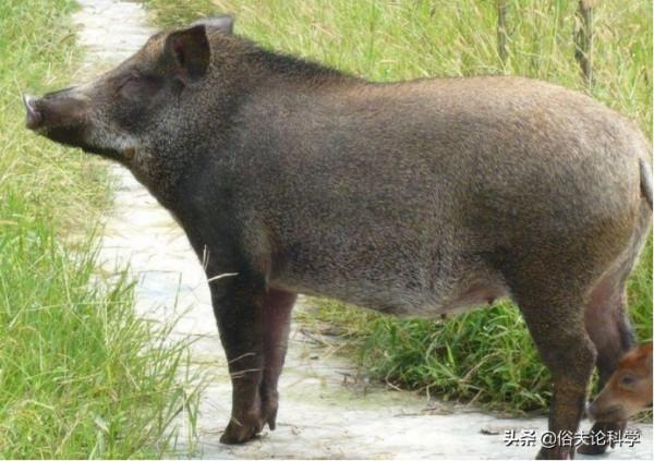 我國6省開放野豬捕獵期,明明是保護動物,為何要對它動真格? 我國6省開放野豬捕獵期,明明是保護動物,為何要對它動真格?