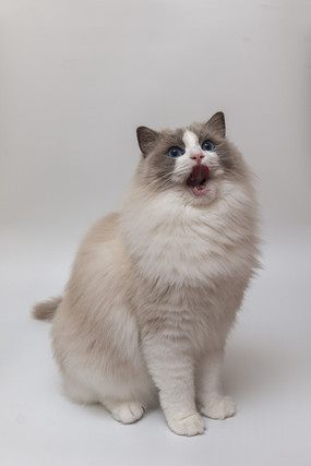 貓的生活習性你知道多少？你真的瞭解你家貓嗎？