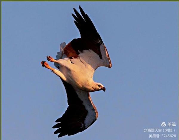 鳥類空中的戰鬥機&mdash;&mdash;白腹海雕