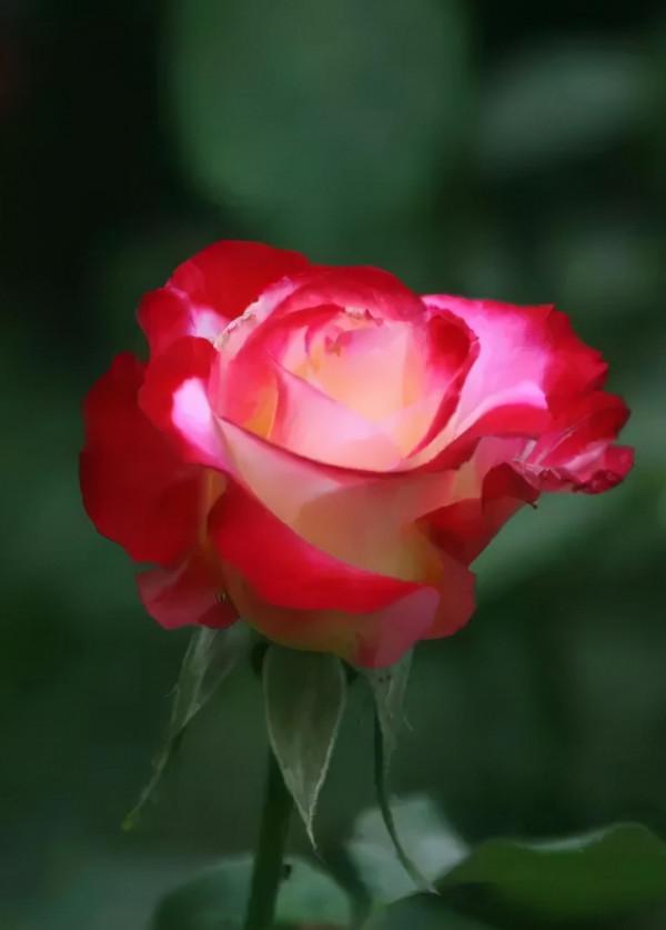 十大名花 十首詩，驚豔千年！第五篇，花中皇后——月季