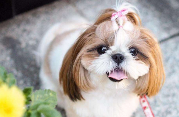 “美貌”和“智商”成反比的幾種狗狗，簡稱花瓶