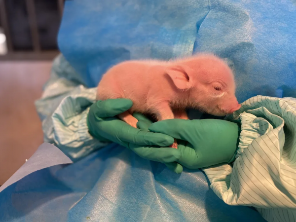 科技資訊｜我國突破豬胚胎多能幹細胞建系的國際難題；迄今最精確質子質量值出爐