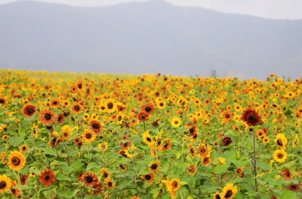 漫步鄉村，慢生活······