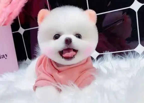 這幾種狗，如果被拋棄，等待它們的只有死亡