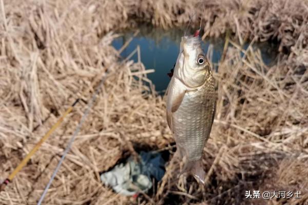 寒冬臘月的黃河邊，大哥抱杆垂釣，說教你三招就能釣到大板鯽