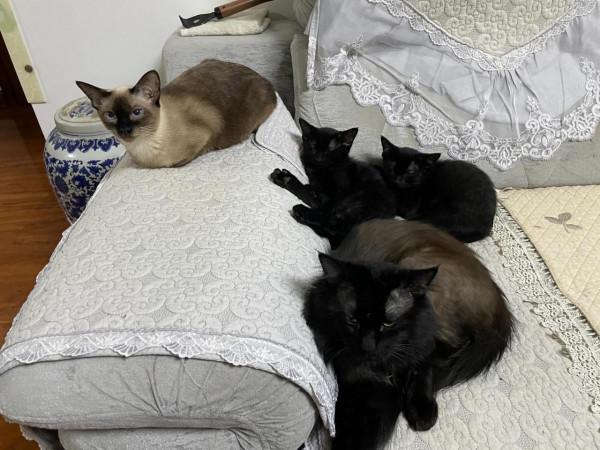 一隻貓究竟可以有多豐富的情感