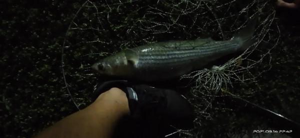 休閒野釣的開始