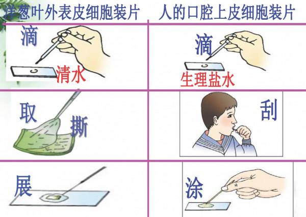 請家長列印：七年級上冊生物 期末考點+思維導圖+ 答案模板