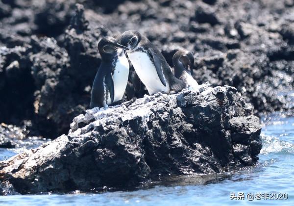 我拍的10種動物,你能認出一半就很厲害了 我拍的10種動物,你能認出一半就很厲害了