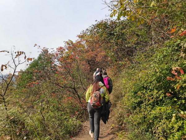 圭峰紅葉遍山,九小時歷程卻讓人驚心 圭峰紅葉遍山,九小時歷程卻讓人驚心