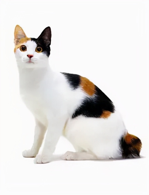 品種溯源識別系列之：日本短尾貓