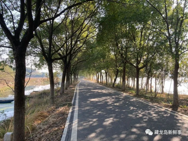 江夏藏龍島藏著一條野趣十足的環湖綠道，人少景美！組圖實拍