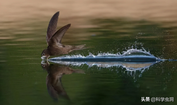 邊飛邊睡的雨燕，落地幾乎等於送死，它們是如何繁衍的？