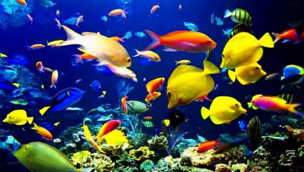 美麗風光，垃圾遍地，是誰造就了圍城一樣的景區