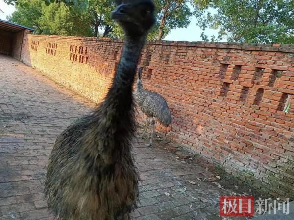 看了個寂寞,這家動物園動物竟是畫在牆上的? 看了個寂寞,這家動物園動物竟是畫在牆上的?