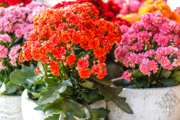 冬季養花“七忌”，簡單實用，安全過冬