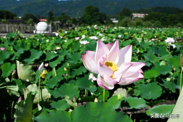 打卡1000多年古縣,集人文自然雙重景色,福建人的避暑勝地之一 打卡1000多年古縣,集人文自然雙重景色,福建人的避暑勝地之一