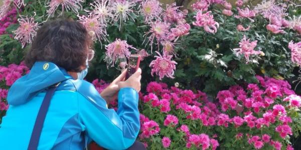 進入最佳觀賞期 進入最佳觀賞期