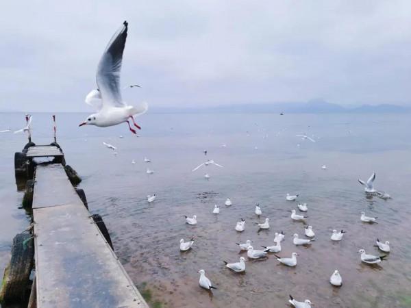 “藕”遇海鷗 “藕”遇海鷗