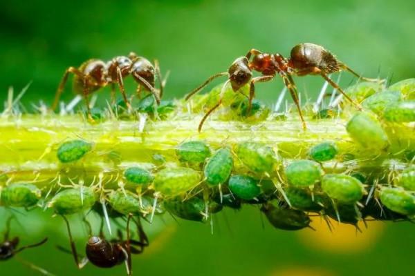 微距 奇妙的螞蟻世界